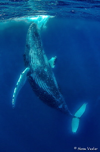 Beautiful Humpback performing close-up for me in Tonga. by Norm Vexler 